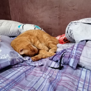 chat dormant à 2h